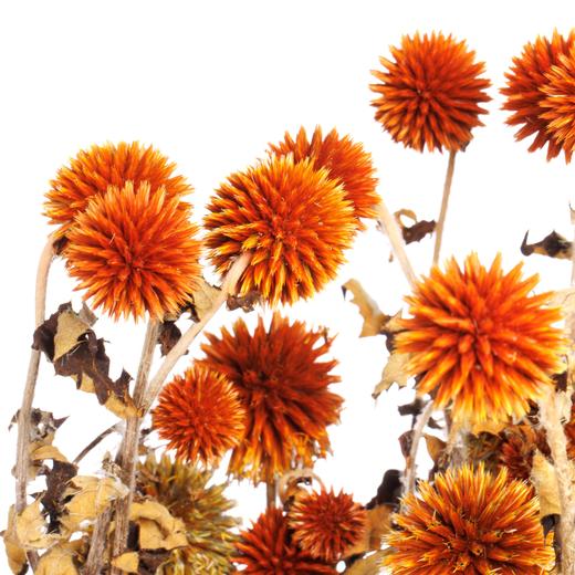 永生蓝星球 | 橙色 商品图0