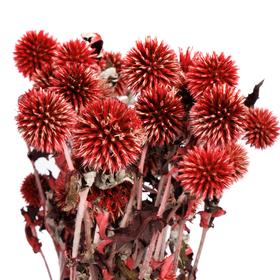 永生蓝星球 | 红色