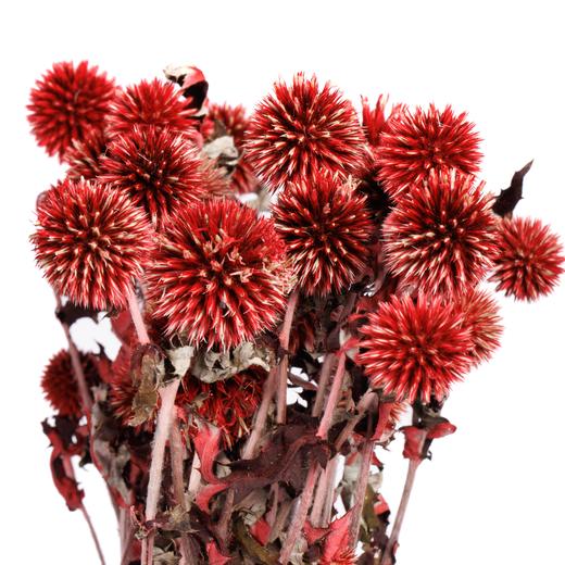 永生蓝星球 | 红色 商品图0