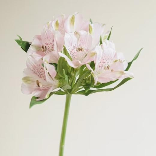 六初花丨进口浅粉 商品图0