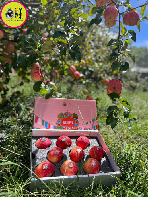 Mg基地直飞【云巅秘蔵】藏地冰川赤霞苹果（包邮） 商品图7