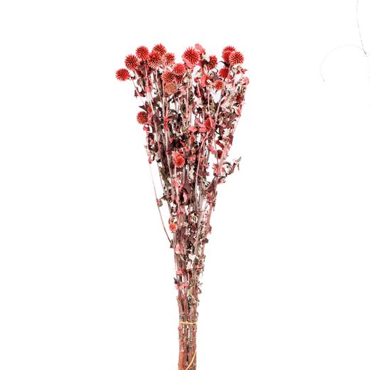 永生蓝星球 | 红色 商品图1