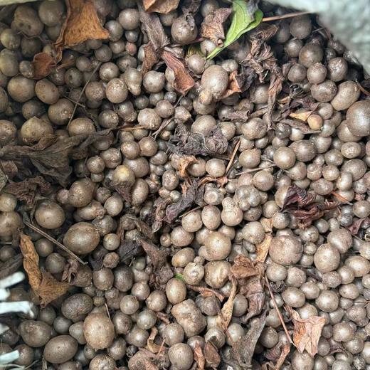 丨有机丨  高山糯山药 山药豆  来自“大熊猫”故乡雅安 ，海拔2000米高山 商品图4