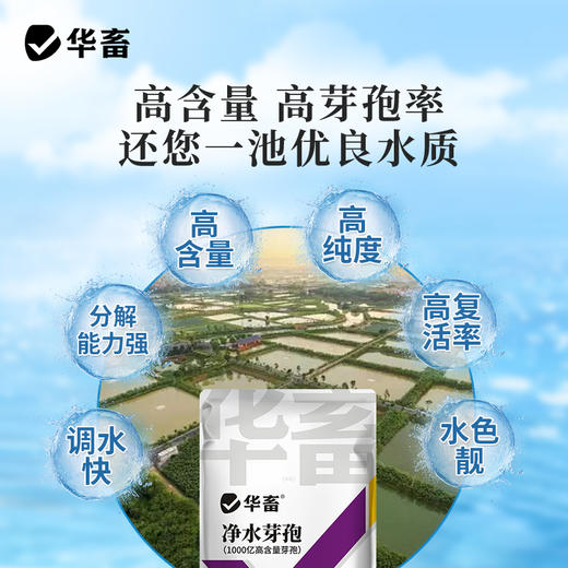 华畜千亿净水芽孢 分解残饵粪便 降氨氮亚盐 处理水草挂脏 控制青苔蓝藻 商品图2
