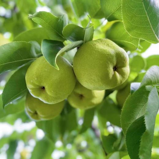 【古树蜂糖梨】皮可食，肉无渣，甜如蜂蜜，香甜多汁 商品图2