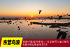 2月25日航拍中国 拍鸟专线—— 山东·东营鸟浪+黄河潮汐树5天(航拍+观鸟） 商品缩略图0