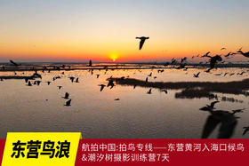 2月25日航拍中国 拍鸟专线—— 山东·东营鸟浪+黄河潮汐树5天(航拍+观鸟）