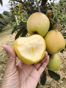云南大山深处的甜蜜，黄金维纳斯苹果，这里有一整座“黄金苹果山”来自云南2100米高山上的有机黄金维纳斯苹果！20° 糖，金黄果皮带着可爱小雀斑😍自然浓郁果香！4斤/份