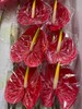 【精品红掌】 雅利安/火焰   中大号 商品缩略图2