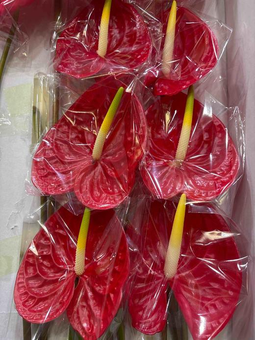 【精品红掌】 雅利安/火焰   中大号 商品图2