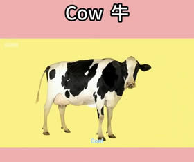 认识单词“cow”