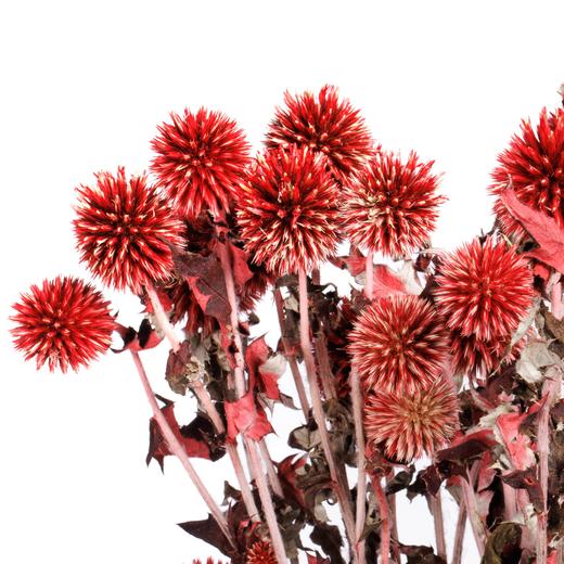 永生蓝星球 | 红色 商品图4