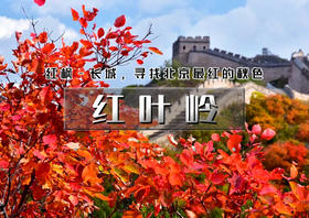 红叶岭｜红枫与八达岭长城相互辉映-青龙桥行摄1日休闲