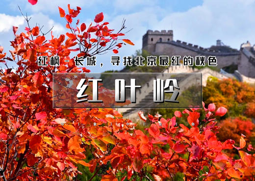 红叶岭｜红枫与八达岭长城相互辉映-青龙桥行摄1日休闲 商品图0