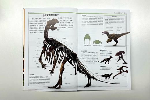 DK博物系列：恐龙与其他史前生物 商品图3