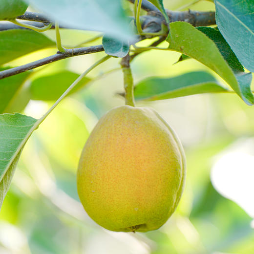 【疆果乐 新鲜水果】新疆库尔勒香梨(顺丰陆运，接单后48小时内发出，出单号后5-7天到货) 商品图3