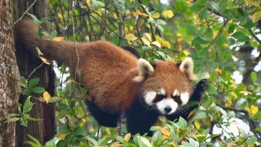 瓦屋山10.9-11.30免门票【岷江东湖•瓦屋山居度假酒店】景区门口的酒店！￥299 起抢避暑豪华客房 + 早餐 ，部分周末不加价！ 商品图5