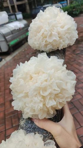 鲜银耳