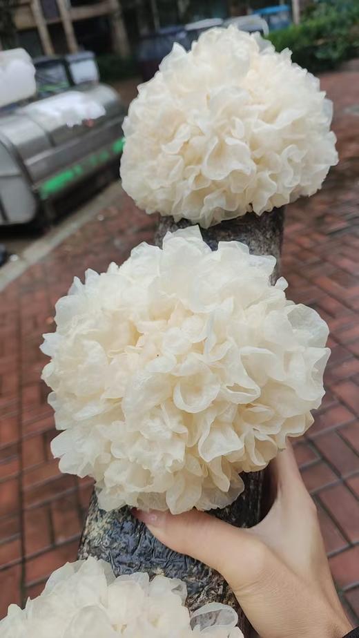 鲜银耳 商品图0