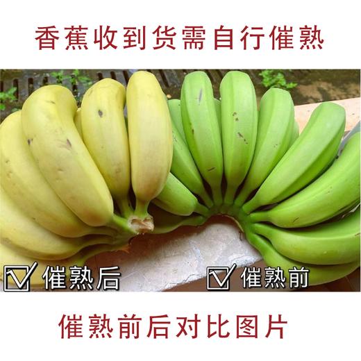 云南威尼斯香蕉 商品图1