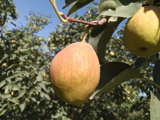 新疆库尔勒香梨 商品图7