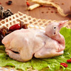 严选 | 农家生态散养肉鸽子3只 无激素 富含高蛋白 炖汤滋补 商品缩略图3
