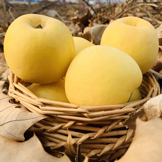 黄金奶油金苹果 商品图2