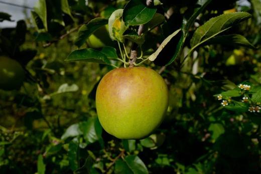 真正的哈巴庄园王林苹果 富士苹果   有机天然 无渣 九分甜  |百里食 商品图5