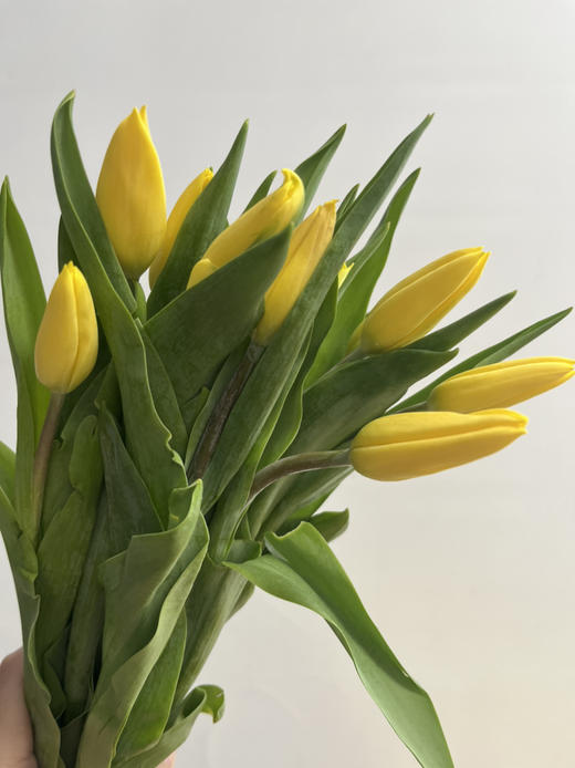 国产郁金香-【黄色】 商品图1