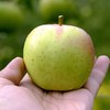 真正的哈巴庄园王林苹果 富士苹果   有机天然 无渣 九分甜  |百里食 商品缩略图8
