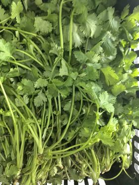 香菜