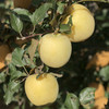 黄金奶油金苹果 商品缩略图1