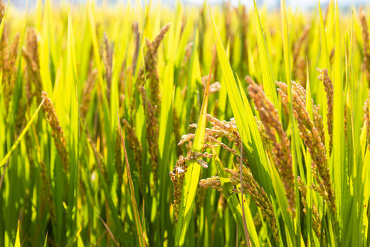 【智行研学】10.26“秋意稻香”独立营 商品图14