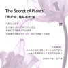 IMSOLE不定所自由之境香乳 商品缩略图2