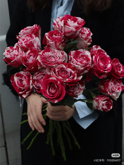 国产玫瑰-【水瓶座】 商品图0