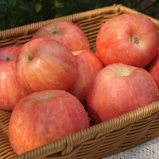 010宁夏中卫沙坡头旱苹果 红富士  沙漠的珍宝 皮薄肉脆 酸甜适中  商品图5