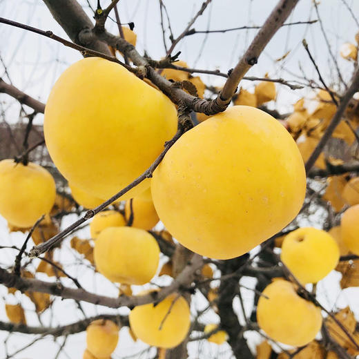 黄金奶油金苹果 商品图3