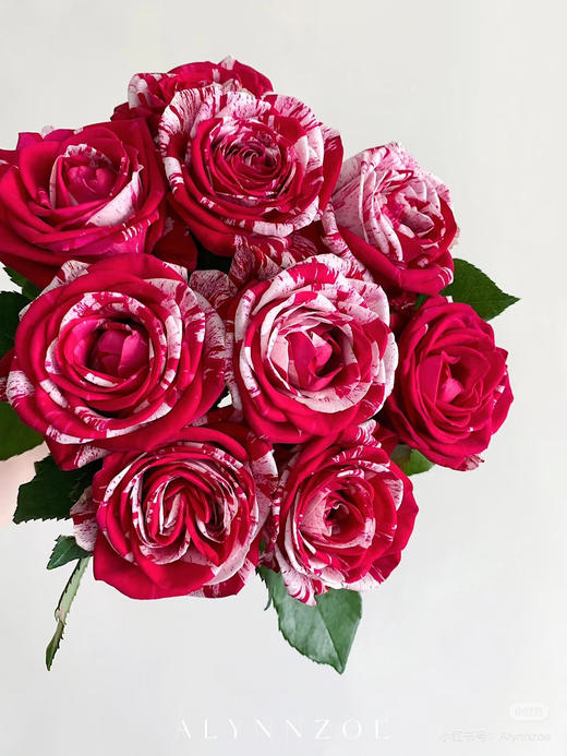 国产玫瑰-【水瓶座】 商品图1