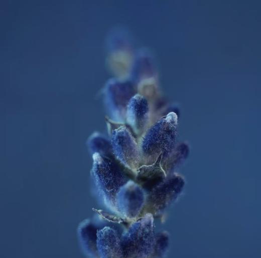 阳光的治愈系男友香圣罗兰男士先锋浓香水 商品图10