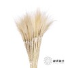 荷兰花材 | 针茅奶白色 Per Bunch 商品缩略图0