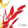 荷兰花材 | 熊猫竹秋色 Dried Ruscus Autumn Preserved 商品缩略图1