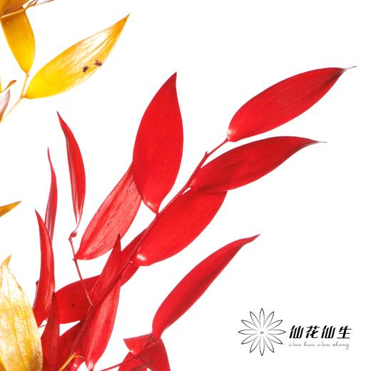 荷兰花材 | 熊猫竹秋色 Dried Ruscus Autumn Preserved 商品图1