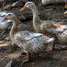 仔鸭（特殊商品下单前务必电话沟通实际斤数后下单！！！17756066838