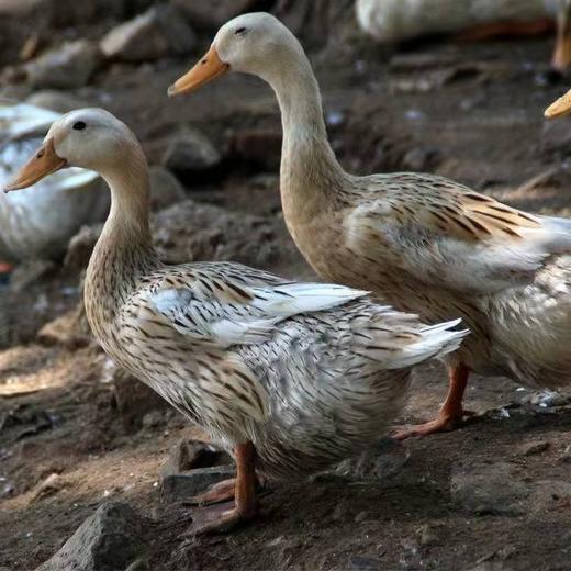 仔鸭（特殊商品下单前务必电话沟通实际斤数后下单！！！17756066838 商品图0