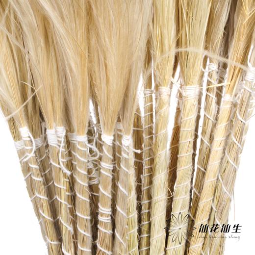 荷兰花材 | 针茅奶白色 Per Bunch 商品图1