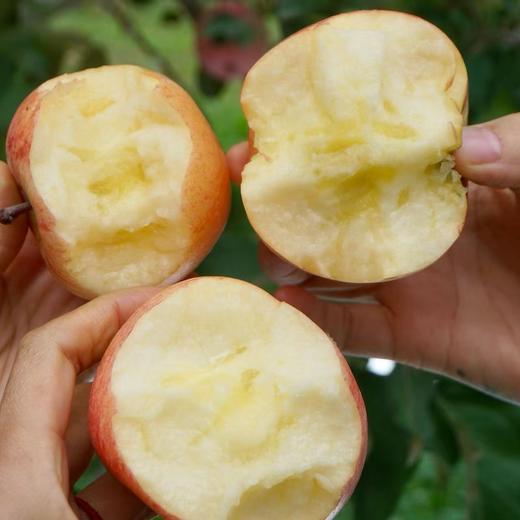 010宁夏中卫沙坡头旱苹果 红富士  沙漠的珍宝 皮薄肉脆 酸甜适中  商品图9