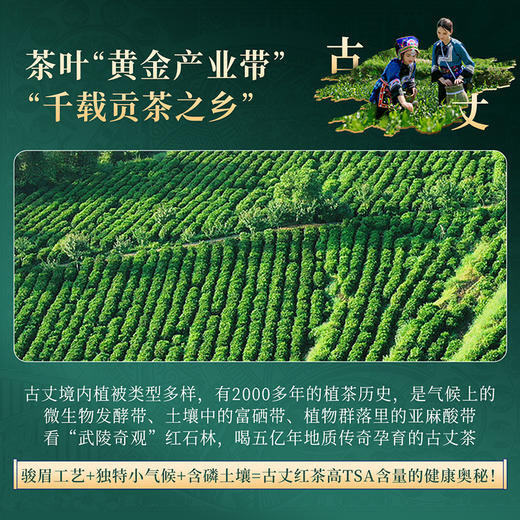 正山堂 古丈红武陵香叶 多叶特级红茶湖南骏眉中国茶叶正宗罐装自饮 商品图3