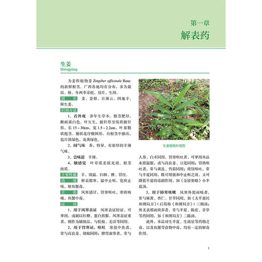 广西常见中草药 秦华珍 覃骊兰 主编 本书以广西道地药材 特产药材为重点 突出其临床应用的特点 9787117383493 人民卫生出版社 商品图4