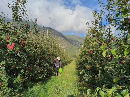 真正的哈巴庄园王林苹果 富士苹果   有机天然 无渣 九分甜  |百里食 商品图7