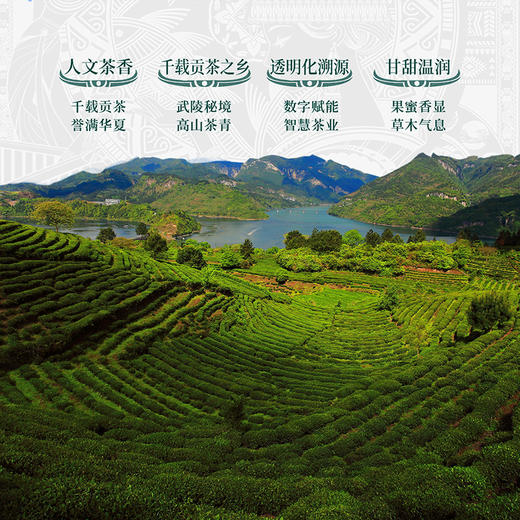 正山堂 古丈红武陵香叶 多叶特级红茶湖南骏眉中国茶叶正宗罐装自饮 商品图4